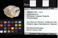 Foto (Objket + Etiketten) von Cracensigillatus acutirostrus (Moericke, 1889) 